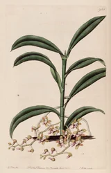 Ilustración de Cleisostoma recurvum (como sin. Sarcanthus rostratus)